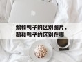 鹅和鸭子的区别图片，鹅和鸭子的区别在哪