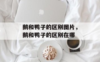 鹅和鸭子的区别图片，鹅和鸭子的区别在哪
