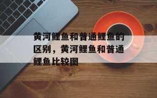 黄河鲤鱼和普通鲤鱼的区别，黄河鲤鱼和普通鲤鱼比较图