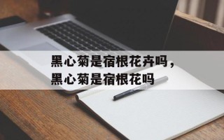 黑心菊是宿根花卉吗，黑心菊是宿根花吗