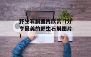 野生石斛图片欣赏（分享最美的野生石斛图片）