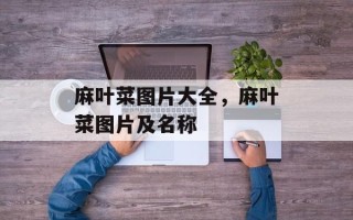 麻叶菜图片大全，麻叶菜图片及名称