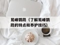 鹫峰鹦鹉（了解鹫峰鹦鹉的特点和养护技巧）