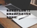 黄鼠狼是什么动物（了解黄鼠狼的生态习性和生存环境）