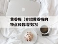 黄香梅（介绍黄香梅的特点和栽培技巧）