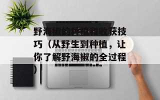 野海椒的种植和收获技巧（从野生到种植，让你了解野海椒的全过程）