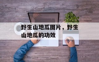 野生山地瓜图片，野生山地瓜的功效