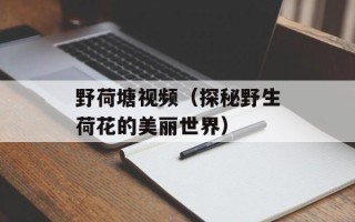 野荷塘视频（探秘野生荷花的美丽世界）