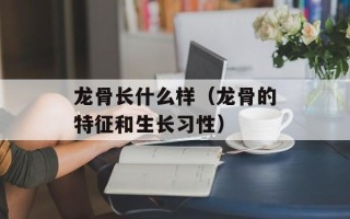 龙骨长什么样（龙骨的特征和生长习性）