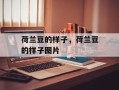 荷兰豆的样子，荷兰豆的样子图片