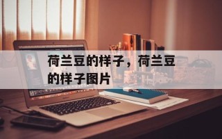 荷兰豆的样子，荷兰豆的样子图片