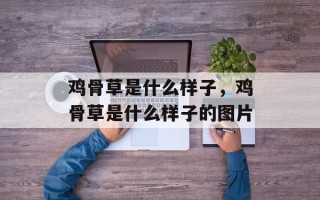 鸡骨草是什么样子，鸡骨草是什么样子的图片
