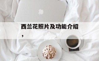 西兰花照片及功能介绍，