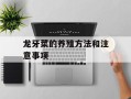 龙牙菜的养殖方法和注意事项