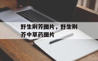 野生荆芥图片，野生荆芥中草药图片