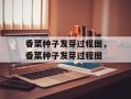 香菜种子发芽过程图，香菜种子发芽过程图