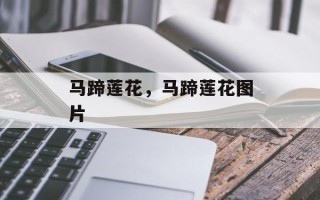 马蹄莲花，马蹄莲花图片