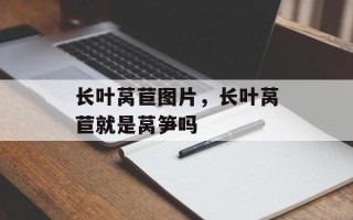 长叶莴苣图片，长叶莴苣就是莴笋吗