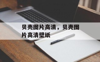 贝壳图片高清，贝壳图片高清壁纸
