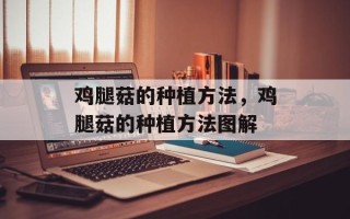 鸡腿菇的种植方法，鸡腿菇的种植方法图解