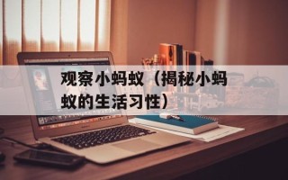 观察小蚂蚁（揭秘小蚂蚁的生活习性）