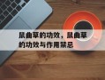 鼠曲草的功效，鼠曲草的功效与作用禁忌
