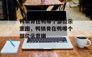 鸭锁骨在鸭哪个部位示意图，鸭锁骨在鸭哪个部位示意图