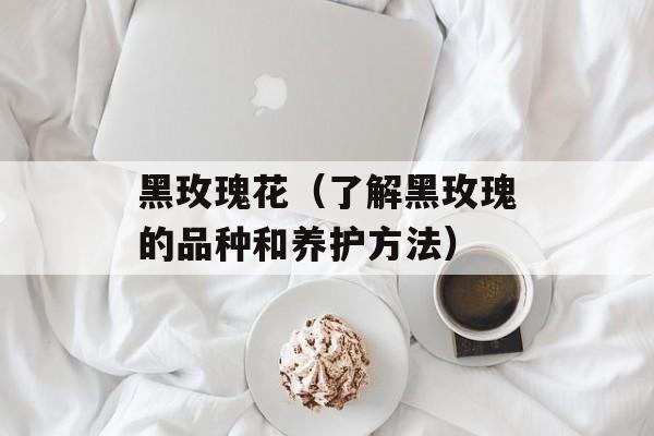 黑玫瑰花（了解黑玫瑰的品种和养护方法）-第1张图片-