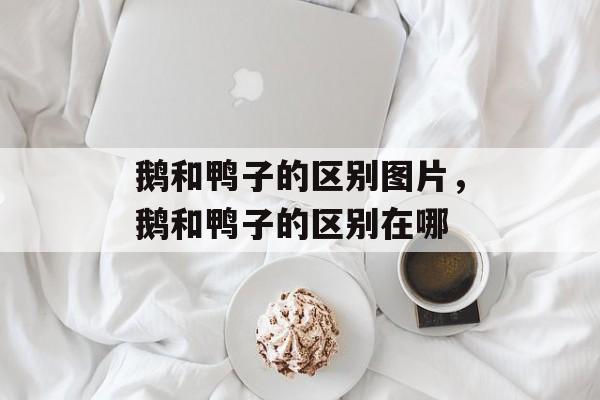 鹅和鸭子的区别图片，鹅和鸭子的区别在哪-第1张图片-