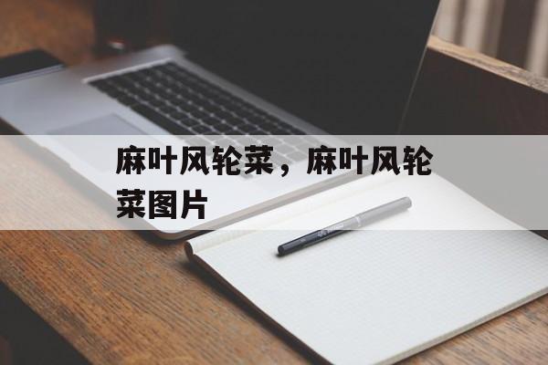 麻叶风轮菜，麻叶风轮菜图片-第1张图片-