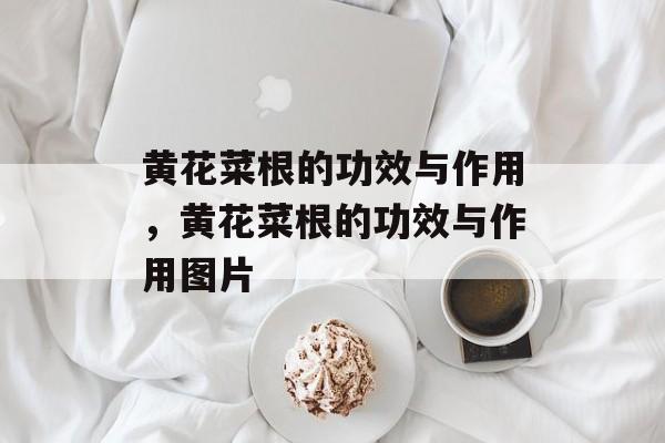 黄花菜根的功效与作用，黄花菜根的功效与作用图片-第1张图片-