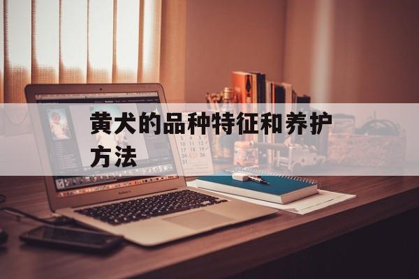 黄犬的品种特征和养护方法-第1张图片-