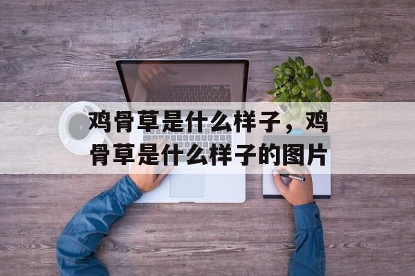 鸡骨草是什么样子，鸡骨草是什么样子的图片-第1张图片-