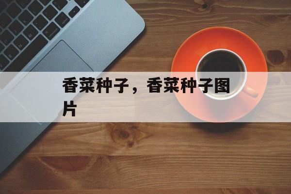 香菜种子，香菜种子图片-第1张图片-