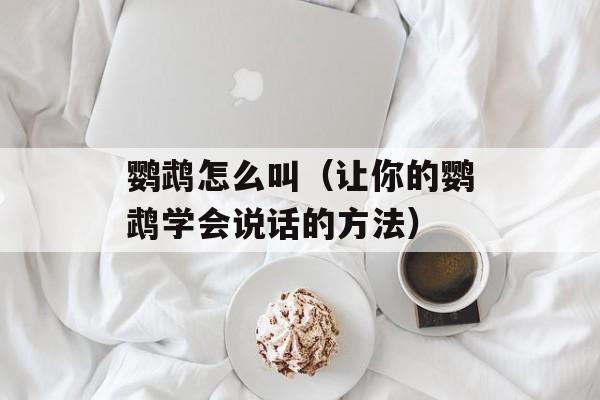 鹦鹉怎么叫（让你的鹦鹉学会说话的方法）-第1张图片-