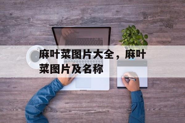 麻叶菜图片大全，麻叶菜图片及名称-第1张图片-