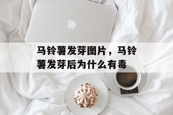 马铃薯发芽图片，马铃薯发芽后为什么有毒-第1张图片-