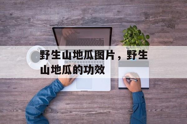 野生山地瓜图片，野生山地瓜的功效-第1张图片-