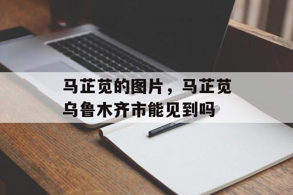 马芷苋的图片，马芷苋乌鲁木齐市能见到吗-第1张图片-