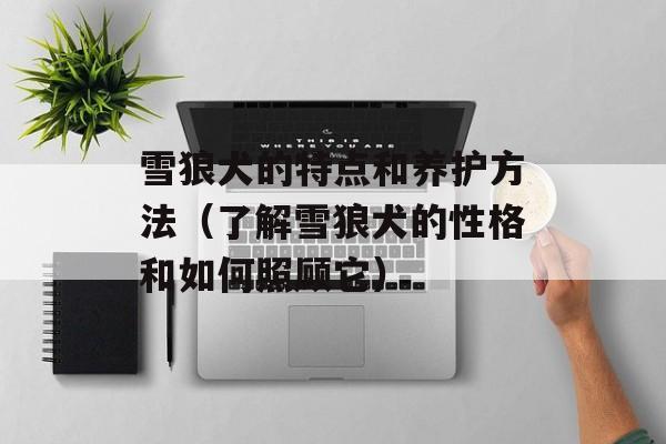 雪狼犬的特点和养护方法（了解雪狼犬的性格和如何照顾它）-第1张图片-