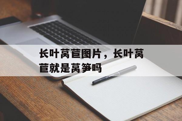 长叶莴苣图片，长叶莴苣就是莴笋吗-第1张图片-