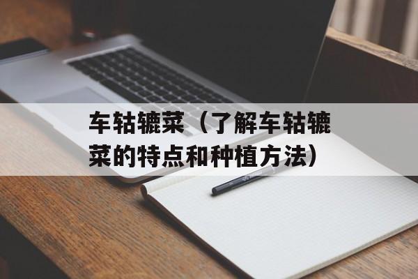 车轱辘菜（了解车轱辘菜的特点和种植方法）-第1张图片-